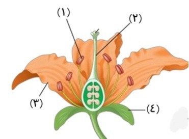 دریافت سوال 8