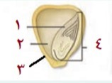 دریافت سوال 29