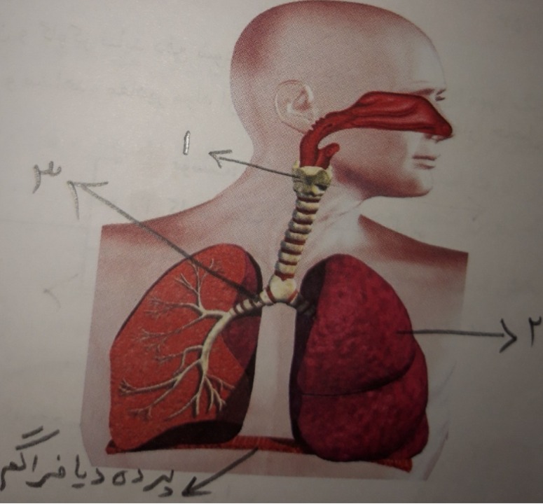 دریافت سوال 39