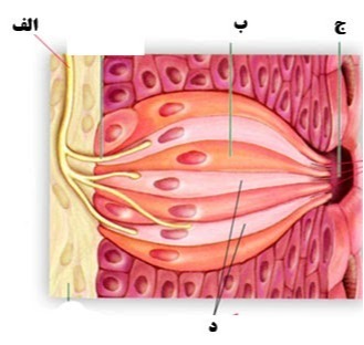 دریافت سوال 3