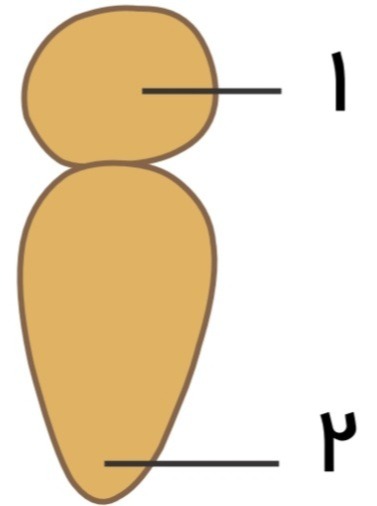 دریافت سوال 20