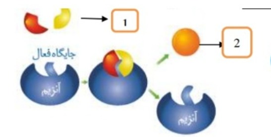 دریافت سوال 1