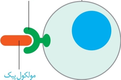 دریافت سوال 20