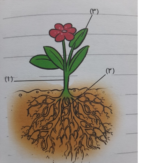 دریافت سوال 13