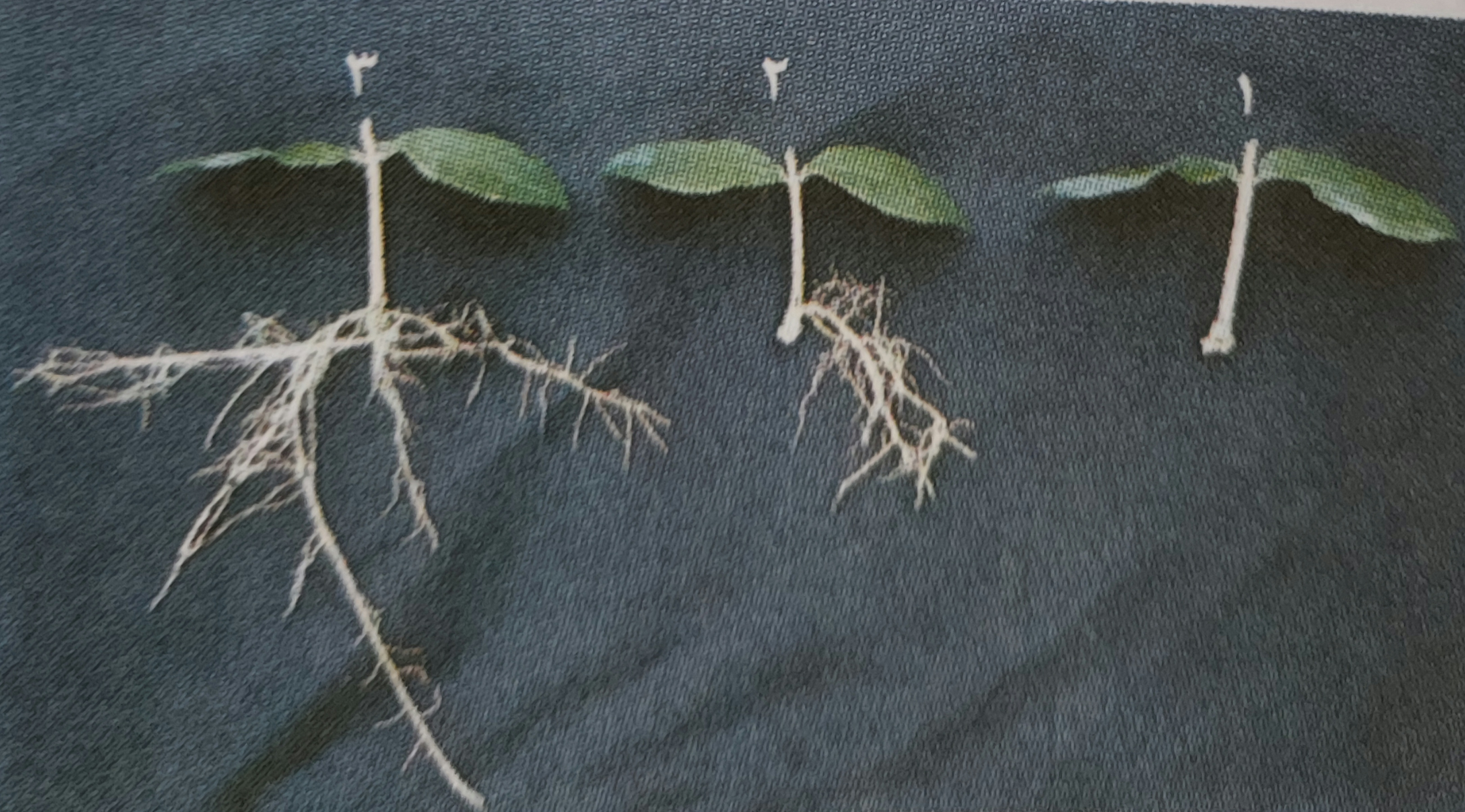 دریافت سوال 121