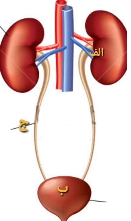 دریافت سوال 21