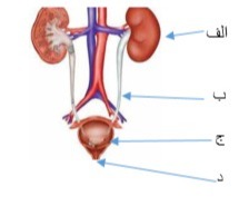 دریافت سوال 21