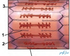 دریافت سوال 31