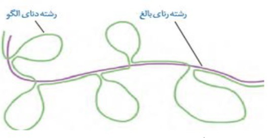 دریافت سوال 8