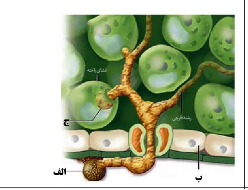 دریافت سوال 19