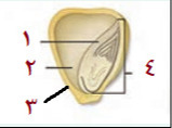 دریافت سوال 24