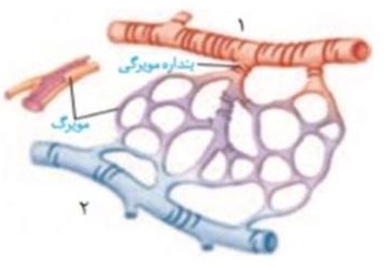 دریافت سوال 13