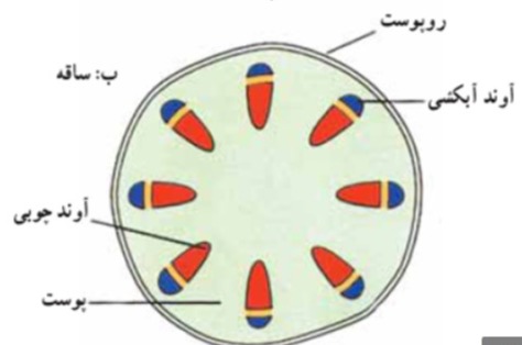 دریافت سوال 13