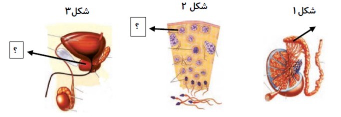 دریافت سوال 10