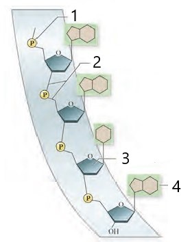 دریافت سوال 11