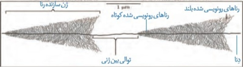 دریافت سوال 19