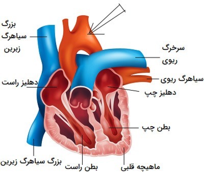 دریافت سوال 31