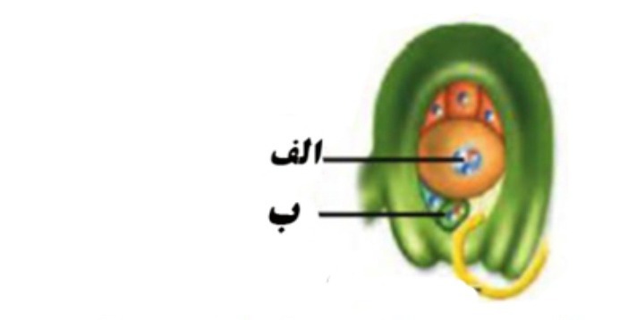 دریافت سوال 13