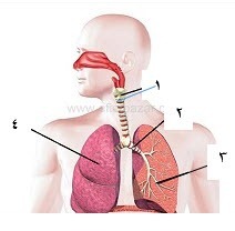 دریافت سوال 33