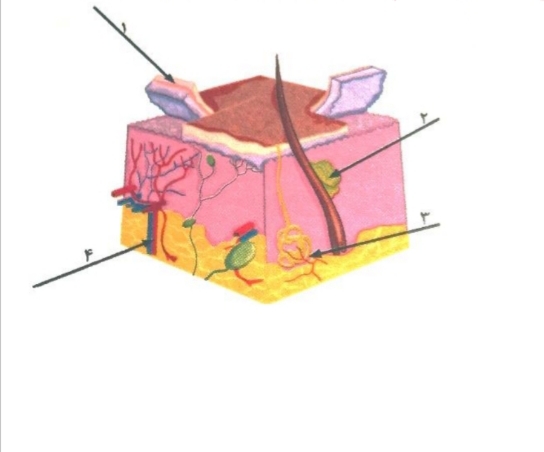 دریافت سوال 25