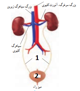 دریافت سوال 8