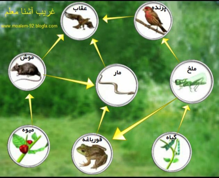 دریافت سوال 27