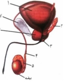 دریافت سوال 10