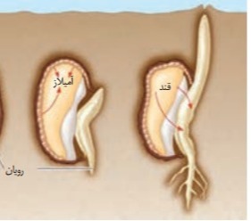 دریافت سوال 19