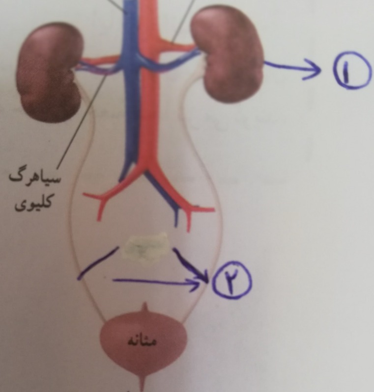 دریافت سوال 34