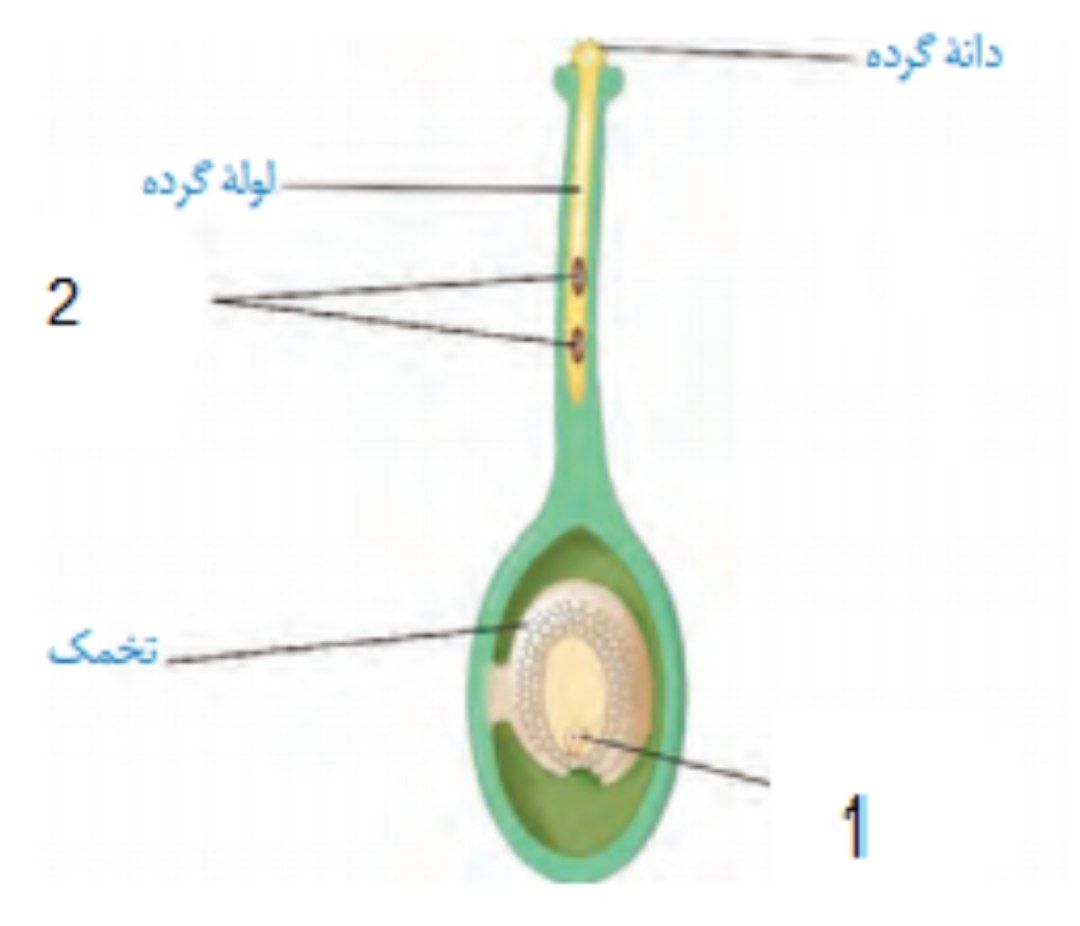 دریافت سوال 17