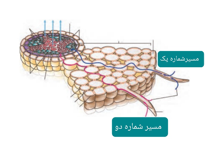 دریافت سوال 31