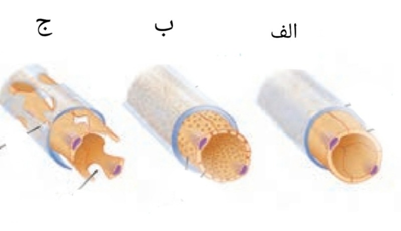 دریافت سوال 12