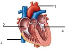 دریافت سوال 4