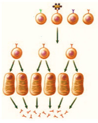 دریافت سوال 7