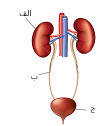 دریافت سوال 15