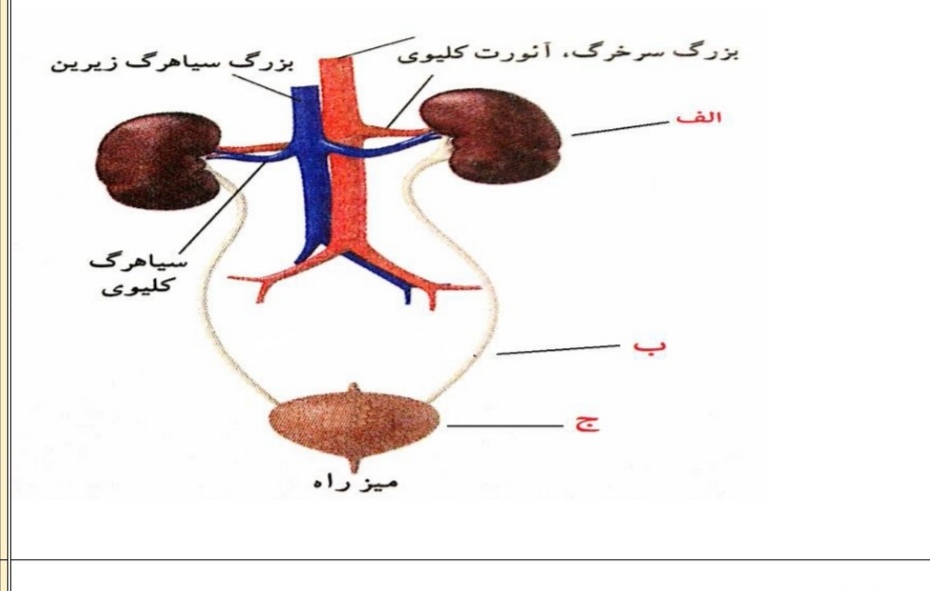 دریافت سوال 31