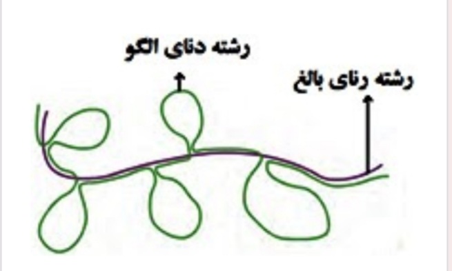 دریافت سوال 15