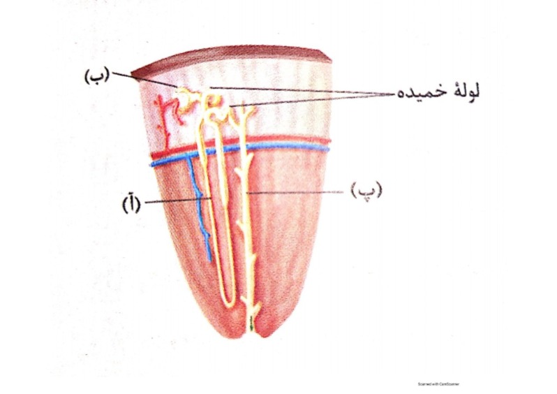 دریافت سوال 4