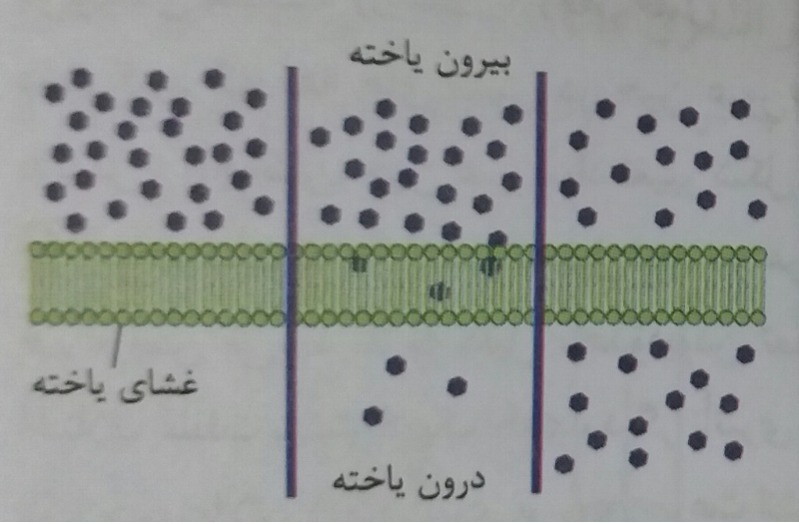 دریافت سوال 13