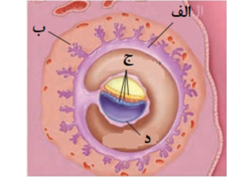 دریافت سوال 77