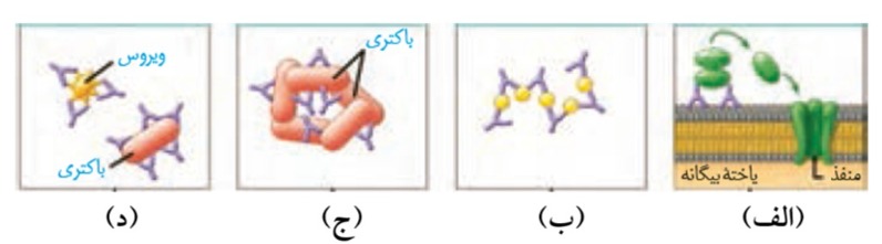 دریافت سوال 17