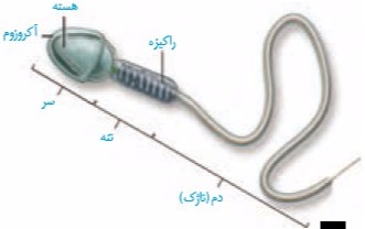 دریافت سوال 17