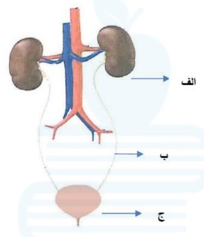 دریافت سوال 12