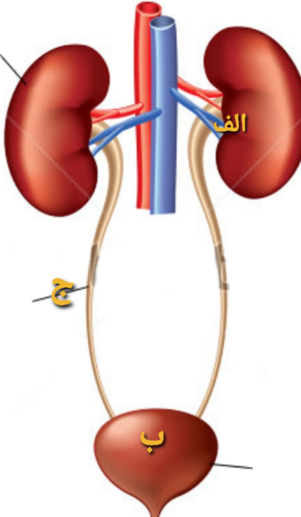 دریافت سوال 26