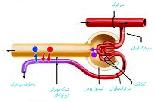 دریافت سوال 27