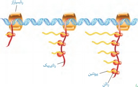 دریافت سوال 18