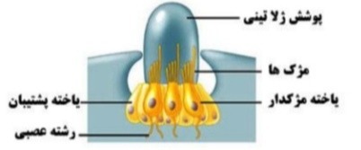 دریافت سوال 18