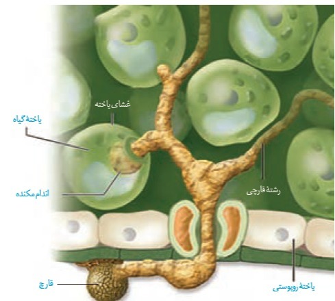 دریافت سوال 19