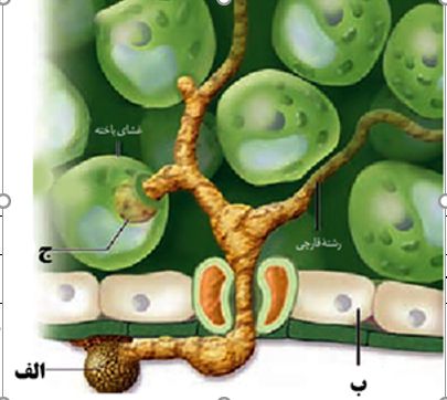 دریافت سوال 7