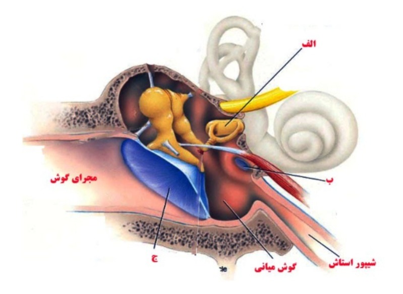 دریافت سوال 5